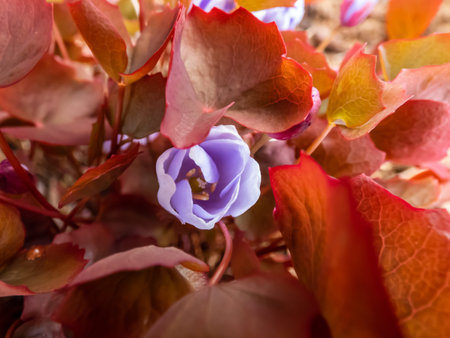 Small, delicate and charming spring-flowering asian twin leaf (Jeffersonia dubia) with pale violet...