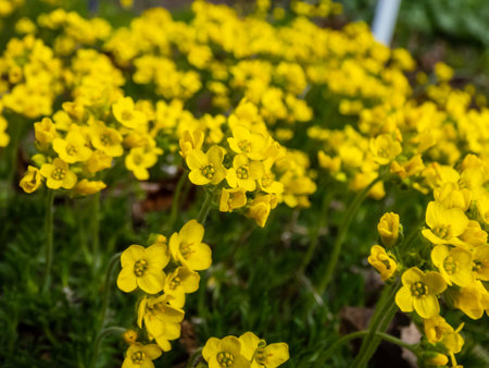 Macro shot of small, delicate Yellow Whitlow Grass (Draba sp.) is a trailing perennial plant with...