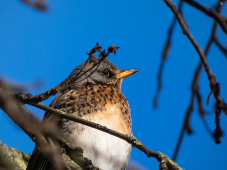 Close up view of bird fieldfare (Turdus pilaris) sitting on a branch in a sunlight with bright blue sky backgroundの写真素材