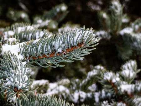 Blue spruce branches covered with snow melting in water drops on needles in winter with blurred bokeh backgroundの写真素材