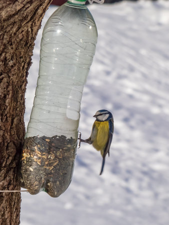 Eurasian Blue Tit (Cyanistes caeruleus) visiting bird feeder made from reused plastic bottle full with grains and seeds in a winter day. Bird sitting on side of feeder bottle hanging in the treeの写真素材