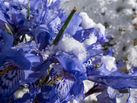 Group of beautiful and delicate first early spring flowers - The Syrian Iris (Iris histrio) in the garden flower bed covered and surrounded with snow. Blue floral backgroundの写真素材