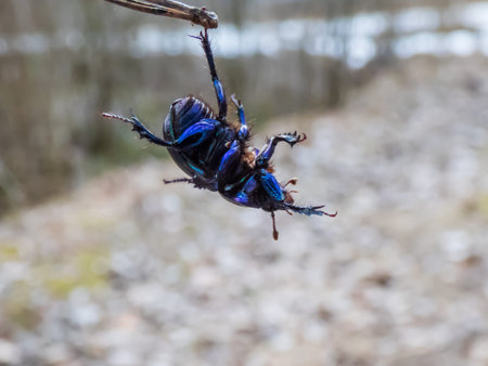 Close-up and detailed macro shot of dor beetle (earth-boring dung-beetle (Geotrupes stercorarius))...