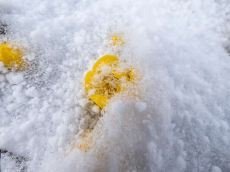 Bright yellow flower - Winter aconite (Eranthis hyemalis) in bloom in sunlight covered with snow in early spring. The earliest of all flowers to appear from soil in late winterの写真素材