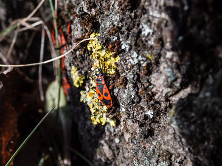 Closeup shot of single adult red and black firebug (Pyrrhocoris apterus) in the early spring on the...