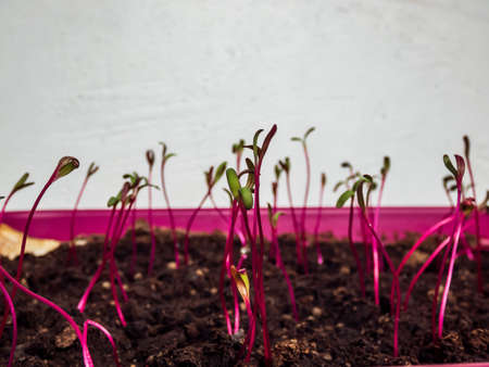 Macro shot of small beet (Beta vulgaris) plant seedlings growing in pot on the windowsill. Indoor gardening and germinating seedlingsの写真素材