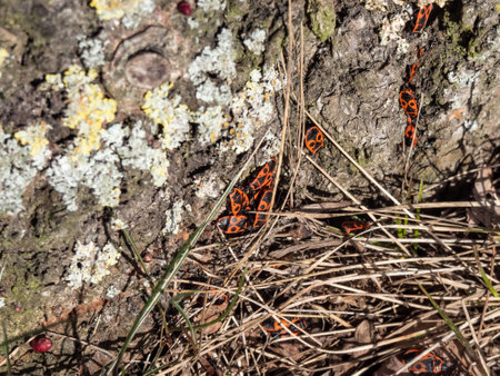 Closeup shot of single group of adult red and black firebugs (Pyrrhocoris apterus) in the early...