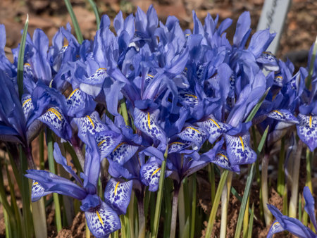 Group of beautiful and delicate first early spring flowers - The Syrian Iris (Iris histrio) in the...