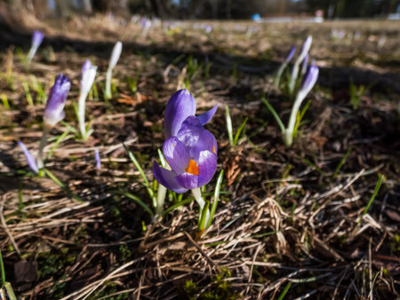 Group of purple and lilac early spring crocuses (Crocus vernus) in bloom in park early spring