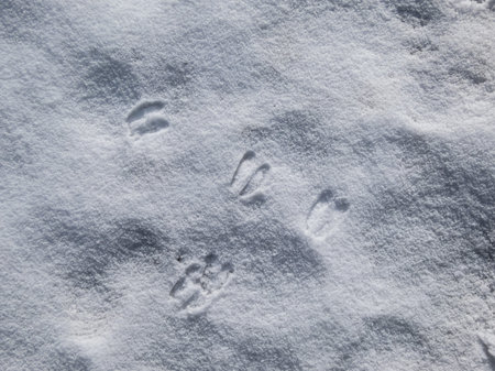 Close up of footprints of roe deers (Capreolus capreolus) in soft snow in winter