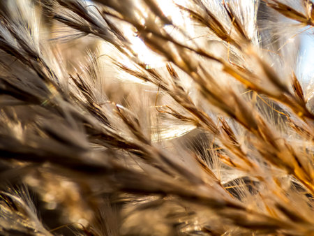 Abstract and textured golden background of ornamental plant silvergrass (Miscanthus) with backlight sunの写真素材