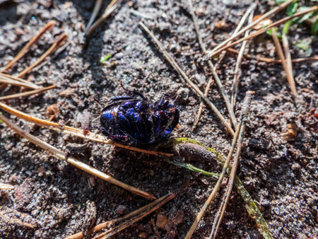 Beautiful macro shot of glossy and colorful Spring dor beetle - Geotrupes vernalis(Trypocopris...
