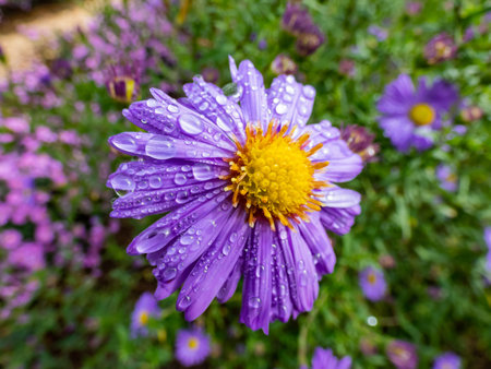 Close up shot of blooming purple round alpin aster (Aster alpinus) covered with water drops in the...