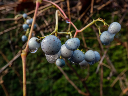 Water drop on blue seeds of decorative and ornamental plant decorative Deciduous Climber Celastrus flagellaris in Latvian National Botanic Garden. Celastrus flagellaris is a Deciduous Climber up to 7.50 metres tallの写真素材