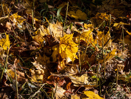 Close up of a first yellow maple leaves on the ground in bright sunlight. Defoliation. Beautiful,...