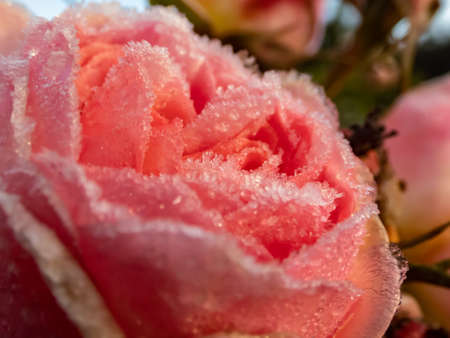 Macro shot of beautiful frozen pink rose covered with early morning frost crystals. Rose petals in small ice crystals surrounding the flowerの写真素材