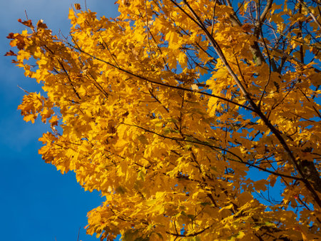 View of maple tree with bright yellow and orange leaves on branches with blue sky in background in...
