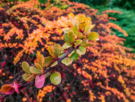Red barberry shrub branch with green leaves turning yellow and red in the autumn in the garden