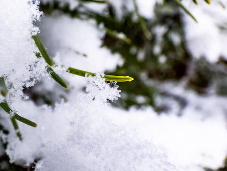 Macro photo of distinct real snowflake and snow on a green pine needles ans snow piles with dark background. Beautiful winter background, seasonal nature and the weather in winterの写真素材