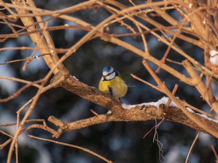 Eurasian Blue Tit (Cyanistes caeruleus) sittting on a branch with blurred background in a park in winterの写真素材
