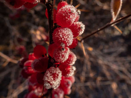 Macro shot of beautiful red fruits covered with white early morning frost crystals in the end of autumn and early winter. Ice on plantsの写真素材