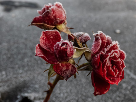 Macro shot of small red rose plant looking like enchanted rose covered with morning frost in early winter. Macro shot of beautiful frozen ice crystalsの写真素材