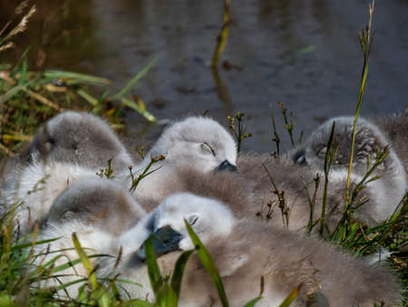 A beautiful, fluffy mute swan cygnets (cygnus olor) sleeping together near the pond in green grass on sunny day. Beautiful nature and wildlife sceneryの写真素材
