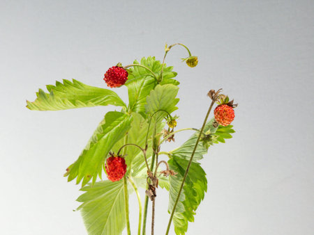 Wild strawberry (Fragaria vesca) plant with perfect ripe and unripe fruits and foliage isolated...