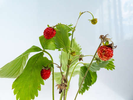Wild strawberry (Fragaria vesca) plant with perfect ripe and unripe fruits and foliage isolated against white on sunlight. Berries and leaves on white. White taste of summer backgroundの写真素材