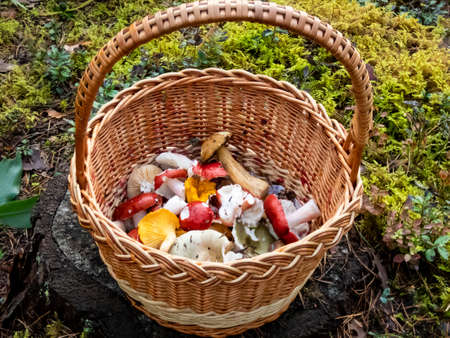 Wooden basket on the tree stem full with colorful mushrooms - russula rosea, chanterelles. Mushroom picking traditionの写真素材