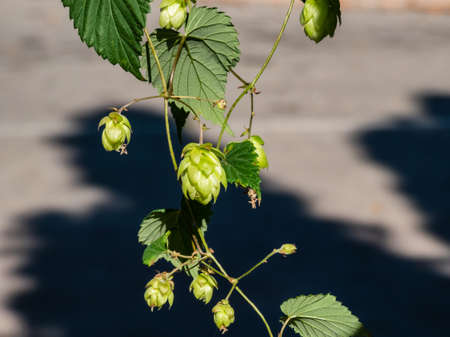 Climbing plant Common hop (Humulus lupulus) with cone shaped fruits in sunlight. Main and most common plant in brewing beer. Plant used in hair careの写真素材