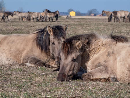 Gray and black semi-wild Polish Konik horse falling asleep on a groundの写真素材