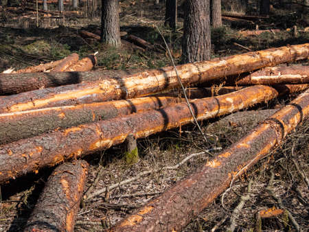 Cut down tree logs laying on the ground in the forest on a sunny day in spring. Deforestation concept.の写真素材