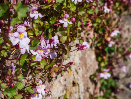 Kenilworth Ivy (Cymbalaria muralis) little filler plant with tiny lilac-blue snapdragon-like flowers with large bee-fly (Bombylius major)の写真素材
