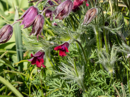 Closeup macro shot of beautiful first spring flower Pasqueflower or purple cowbell (pulsatilla vulgaris) surrounded by grass on bright spring sunの写真素材