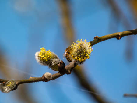 The first signs of spring expressions: blooming willow-catkins.  Macro shot of bee on the branchの写真素材