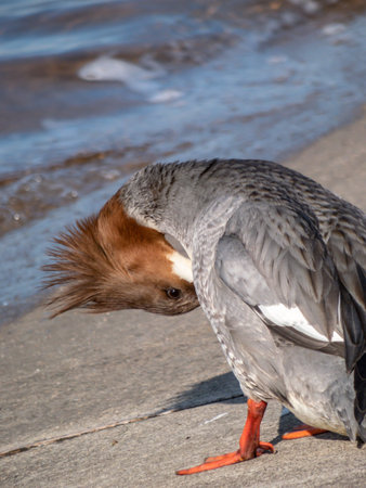 Female of goosander (common merganser) (Mergus merganser) standing on the concrete shore of the river dam with wavy water and cleaning its feathersの写真素材