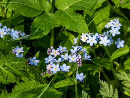 Sky-blue and purple spring-flowering plant - the wood forget-me-not flowers (Myosotis sylvatica)....