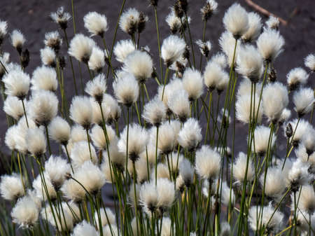 Group of Tussock cottongrass  (Eriophorum vaginatum) with white fluffy cluster at the tips of the stemsの写真素材