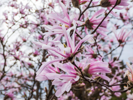 Delicate pink star-shaped flowers and buds of blooming Star magnolia - Magnolia stellata in early...