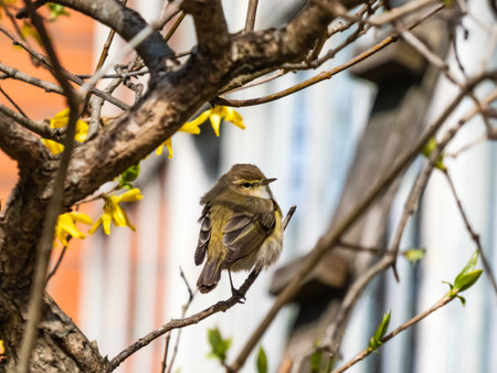 The common chiffchaff (Phylloscopus collybita) - greenish-brown and off-white below bird sitting on...