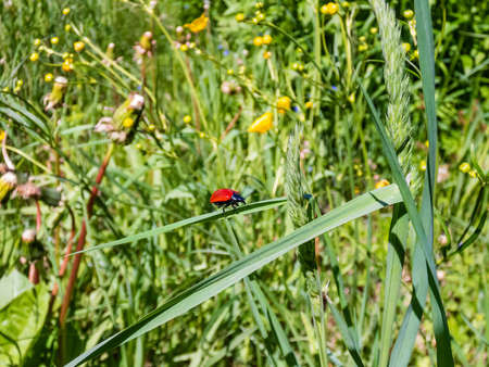 The scarlet lily beetle (Lilioceris lilii) walking on a green grass blade. Its harder forewings are bright scarlet and shiny. Legs, eyes, antennae and head are blackの写真素材