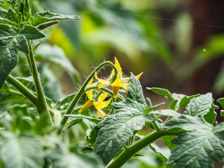 Closeup shot of yellow flower in full bloom of tomato plant growing on tomato plant before beginning...