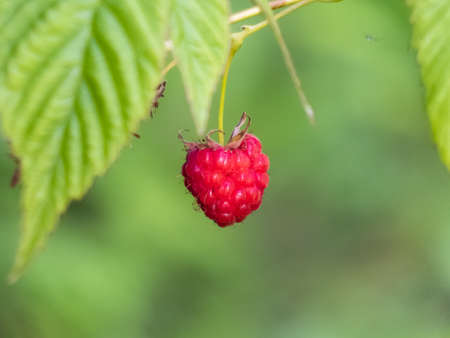 Growing organic ripe raspberry on a branch with smooth green background and green leavesの写真素材