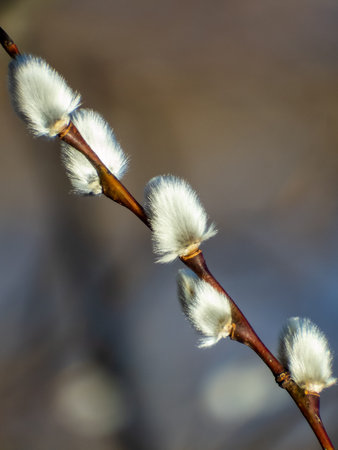 Macro shot of blossoming pussy-willow. The first signs of spring expressions: opening...