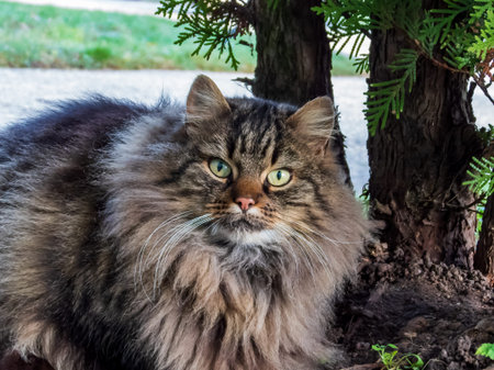 Stunning stripey and very furry cat Staring with green eyes intensely into the camera and sitting...