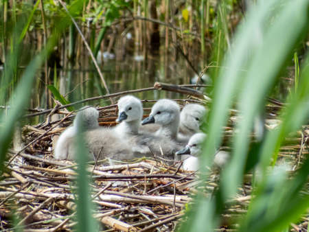 A beautiful mute swan cygnets (cygnus olor) sitting in the nest in the pond. Beautiful cygnet backgroundの写真素材