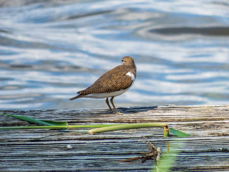 Common sandpiper (Actitis hypoleucos) standing with water background. It has greyish-brown upperparts, white underparts, short dark-yellowish legs and feet, and a bill with a pale base and dark tipの写真素材