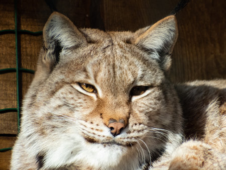 Portrait and close-up of a medium-sized sleepy wild cat the Eurasian lynx (lynx lynx) sitting in enclosure on a sunny day. Macro front view. Wild cat living in European and Siberian forests.の写真素材