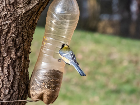 Great tit (Parus major) visiting bird feeder made from reused plastic bottle full with grains. Great tit sitting on the side of the bottle feeder from the backの写真素材